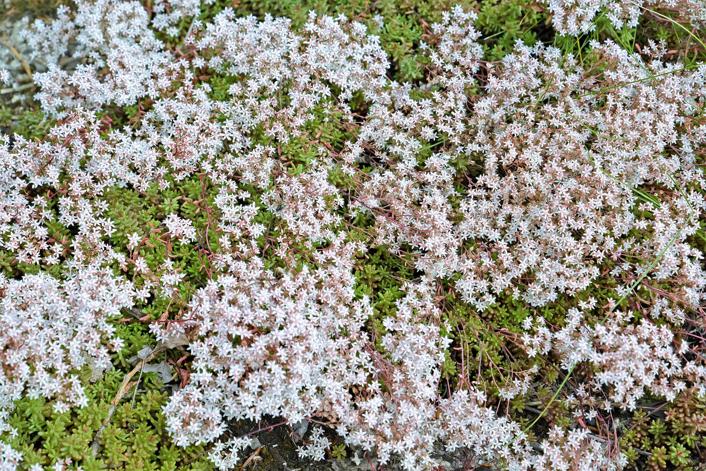 50 OKTOBERFEST SEDUM Acre Gold Moss Stonecrop Succulent Groundcover White Flower Seeds