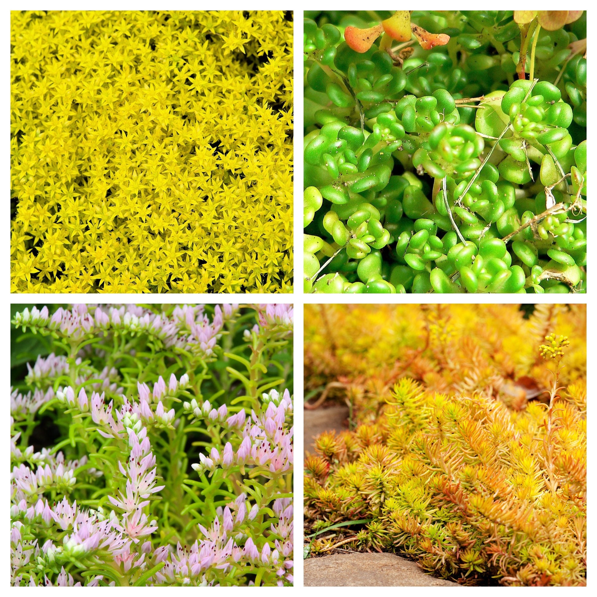 150 succulents 150 MIXED SEDUM Stonecrop Succulent Groundcover Red White Yellow Pink – Seedville USA