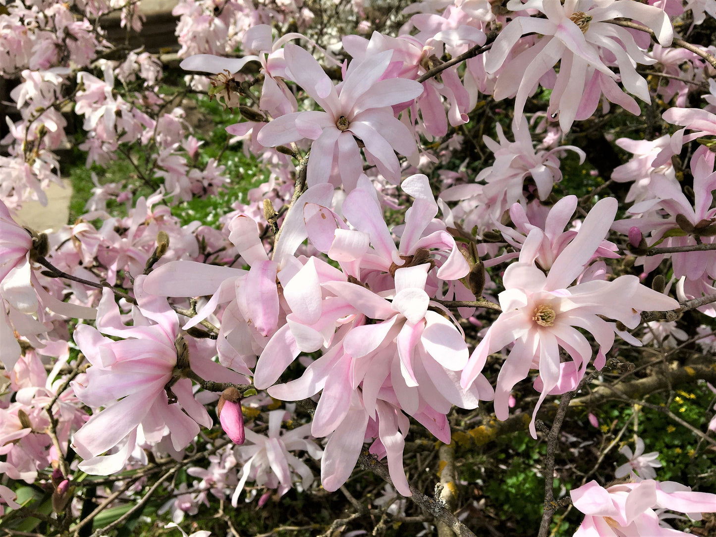 5 LOEBNER MAGNOLIA Loebneri TREE Shrub Seeds - Cross of M Stellata & Kobus - Fragrant Pink White Huge 3 - 5" Wide Flowers