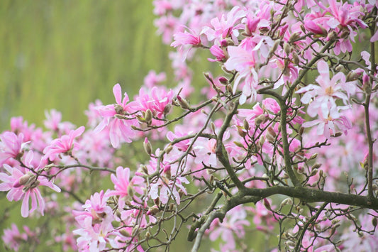 5 LOEBNER MAGNOLIA Loebneri TREE Shrub Seeds - Cross of M Stellata & Kobus - Fragrant Pink White Huge 3 - 5" Wide Flowers