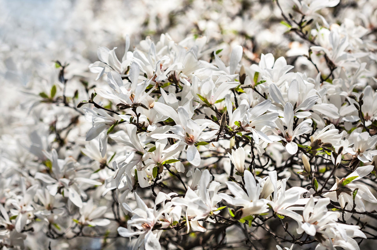 10 KOBUS MAGNOLIA TREE aka Japanese Magnolia or Kobushi - White Pink 4" Fragrant Flower Seeds