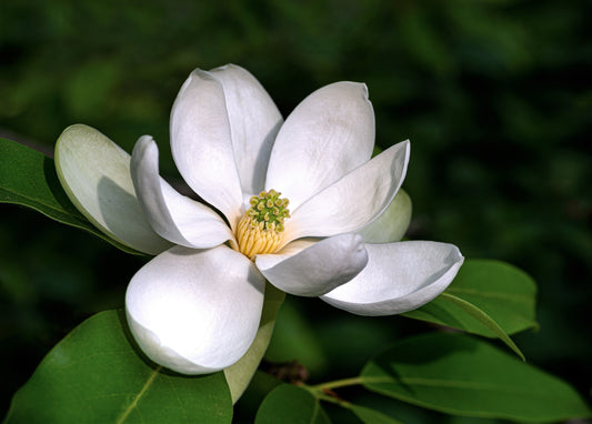 10 SWEETBAY MAGNOLIA Virginiana TREE Shrub Native Sweet Bay, White Bay, Laurel Magnolia - White 3" Fragrant Flower Seeds