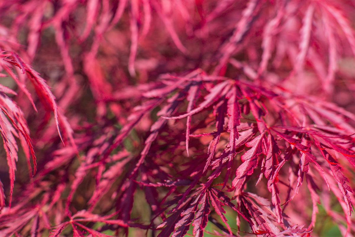 10 Red Dwarf Japanese LACELEAF MAPLE Tree Lace Blood Acer Palmatum Atr ...