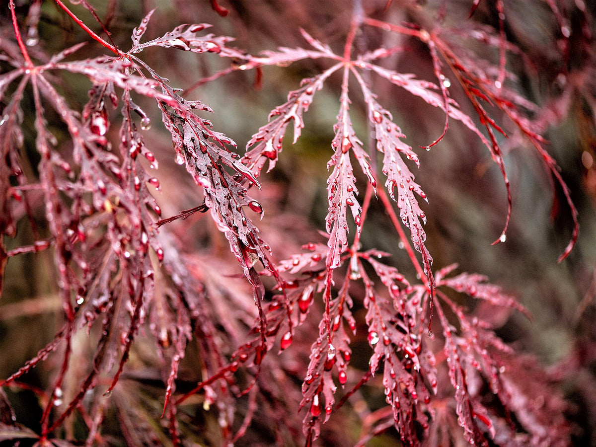 10 Red Dwarf Japanese LACELEAF MAPLE Tree Lace Blood Acer Palmatum Atr ...