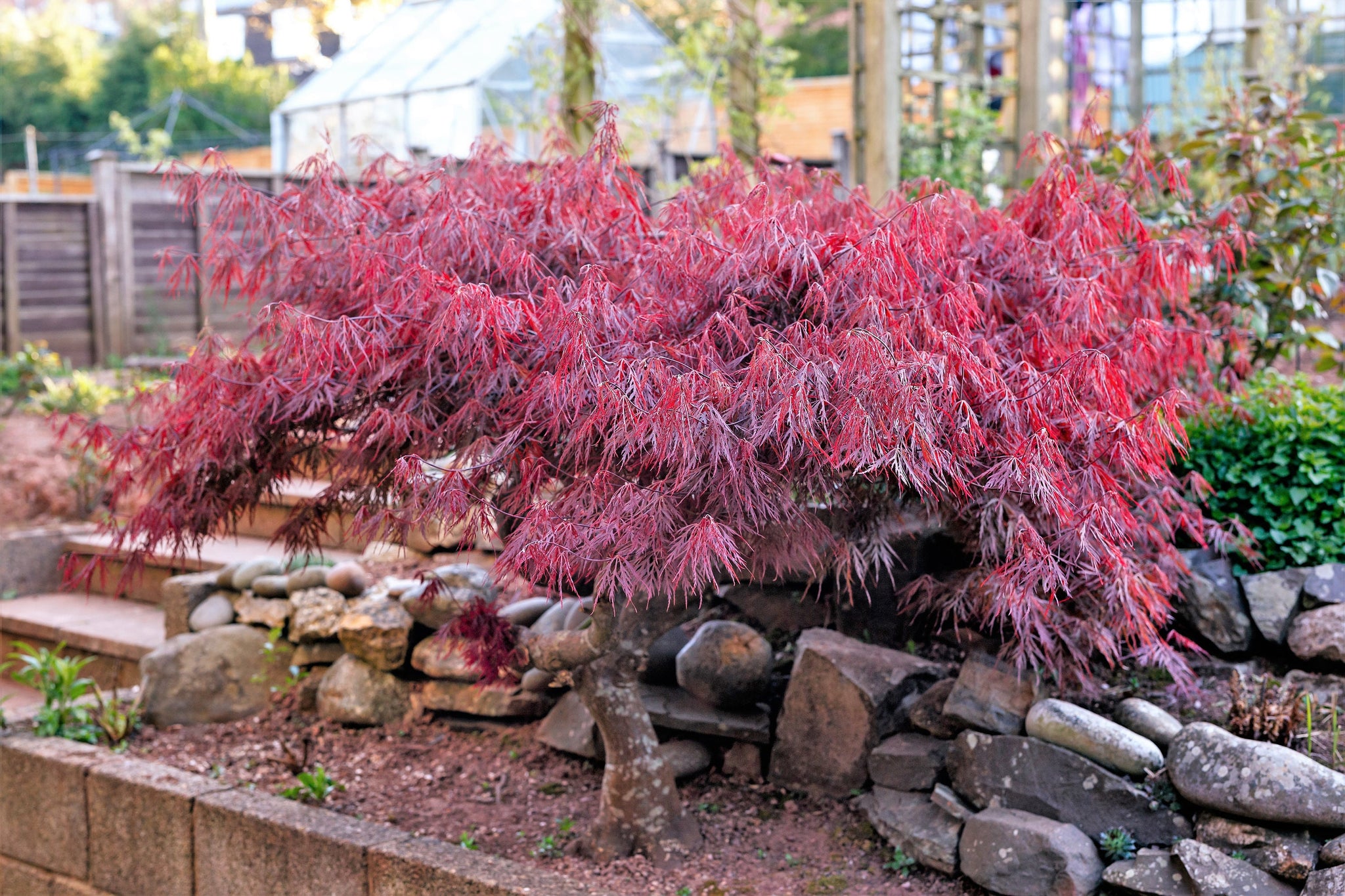 10 Red Dwarf Japanese LACELEAF MAPLE Tree Lace Blood Acer Palmatum Atr