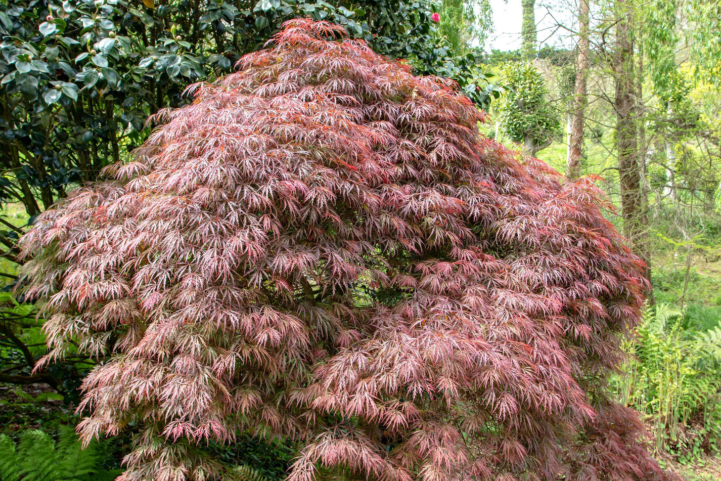 10 Red Dwarf Japanese LACELEAF MAPLE Tree Lace Blood Acer Palmatum Atr ...