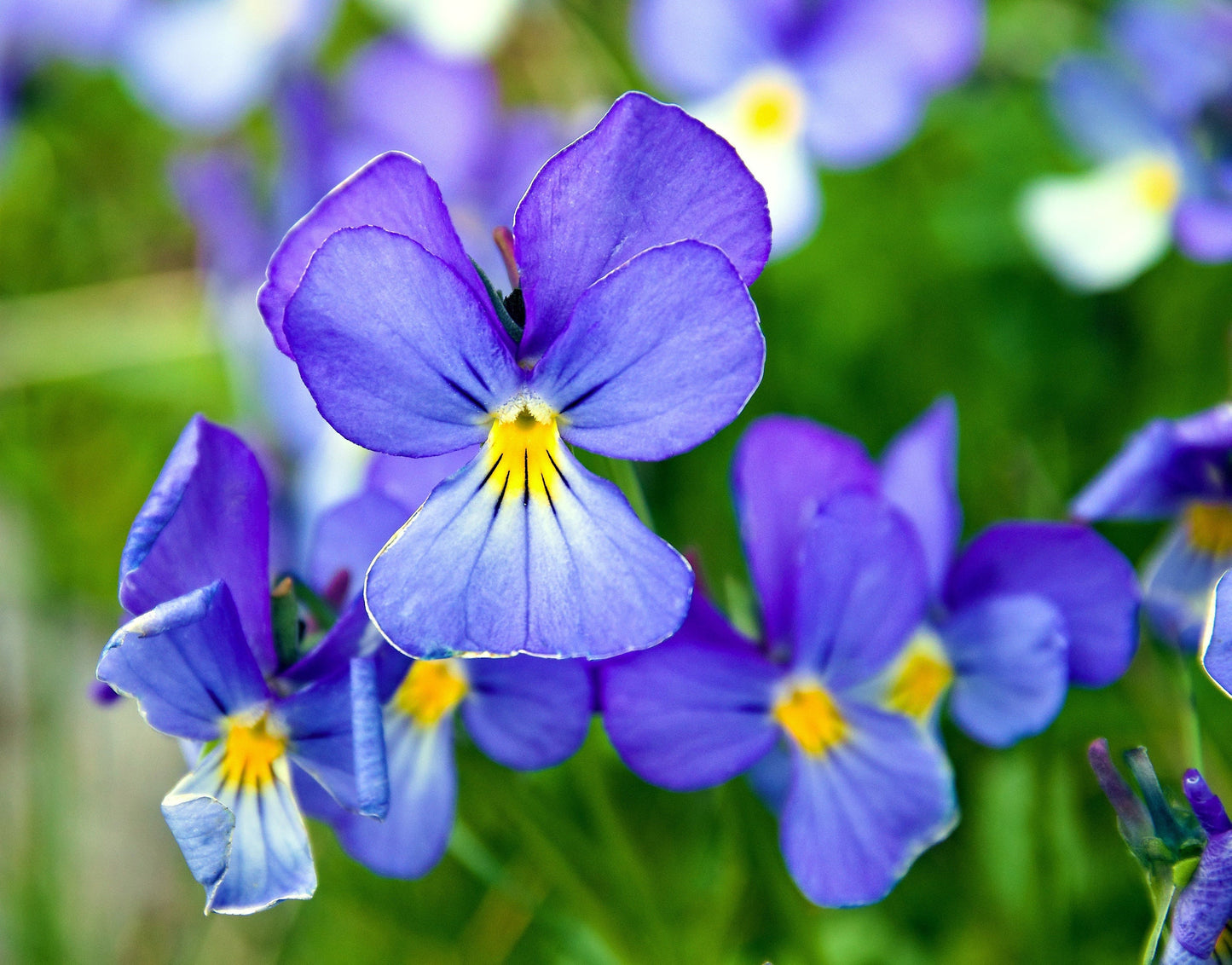25 CORSICAN VIOLET Viola Corsica Blue Purple with Yellow Eye Shade or Sun Flower Seeds