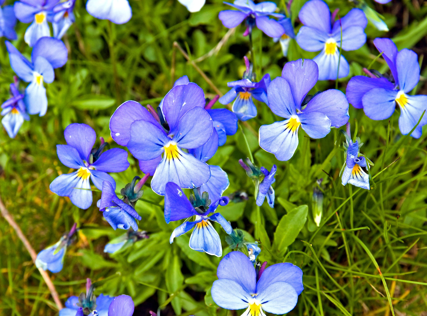 25 CORSICAN VIOLET Viola Corsica Blue Purple with Yellow Eye Shade or Sun Flower Seeds