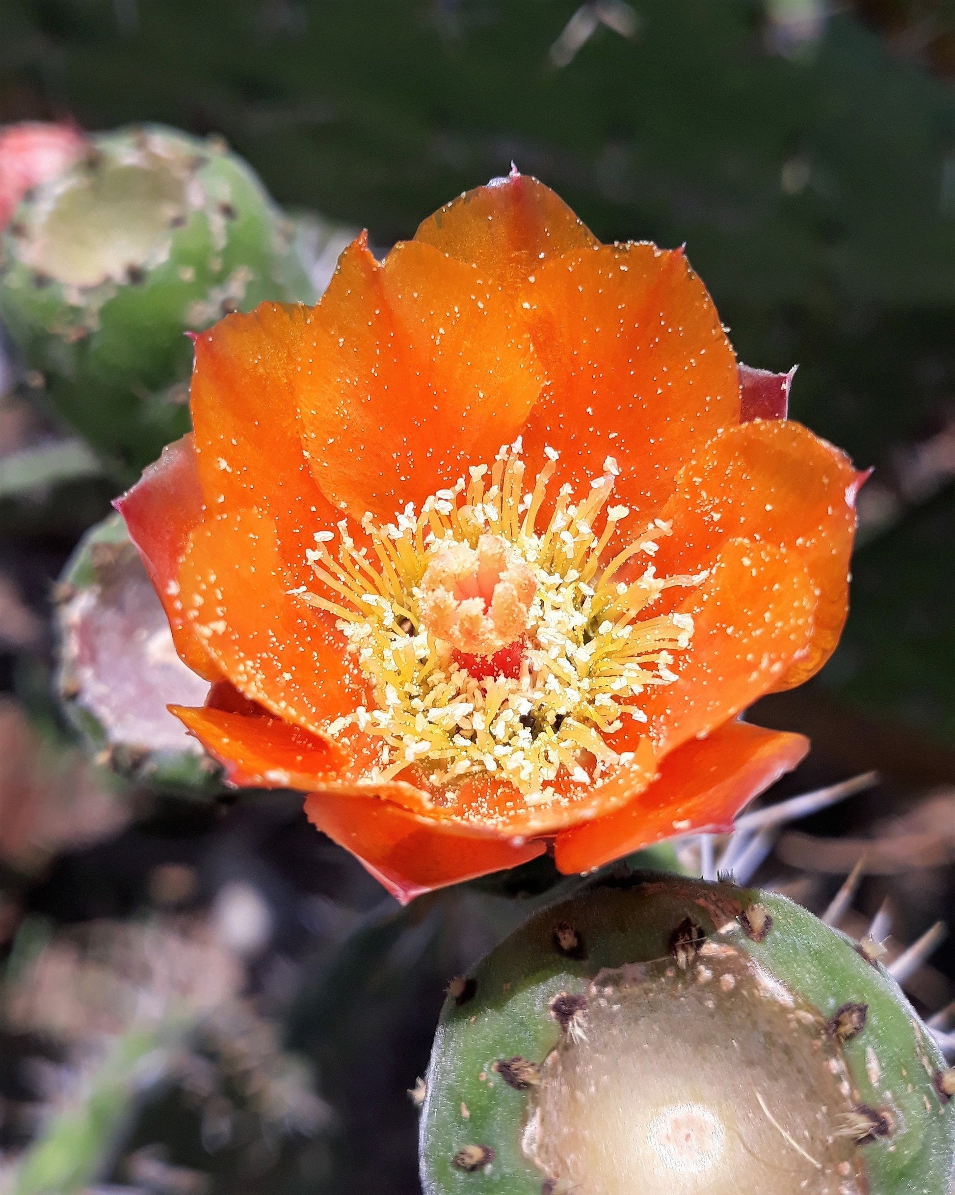 prickly pear cactus with orange flowers 10 Orange PRICKLY PEAR CACTUS Nopal Indian Fig Opuntia Ficus-Indica Fruit Flower Seeds