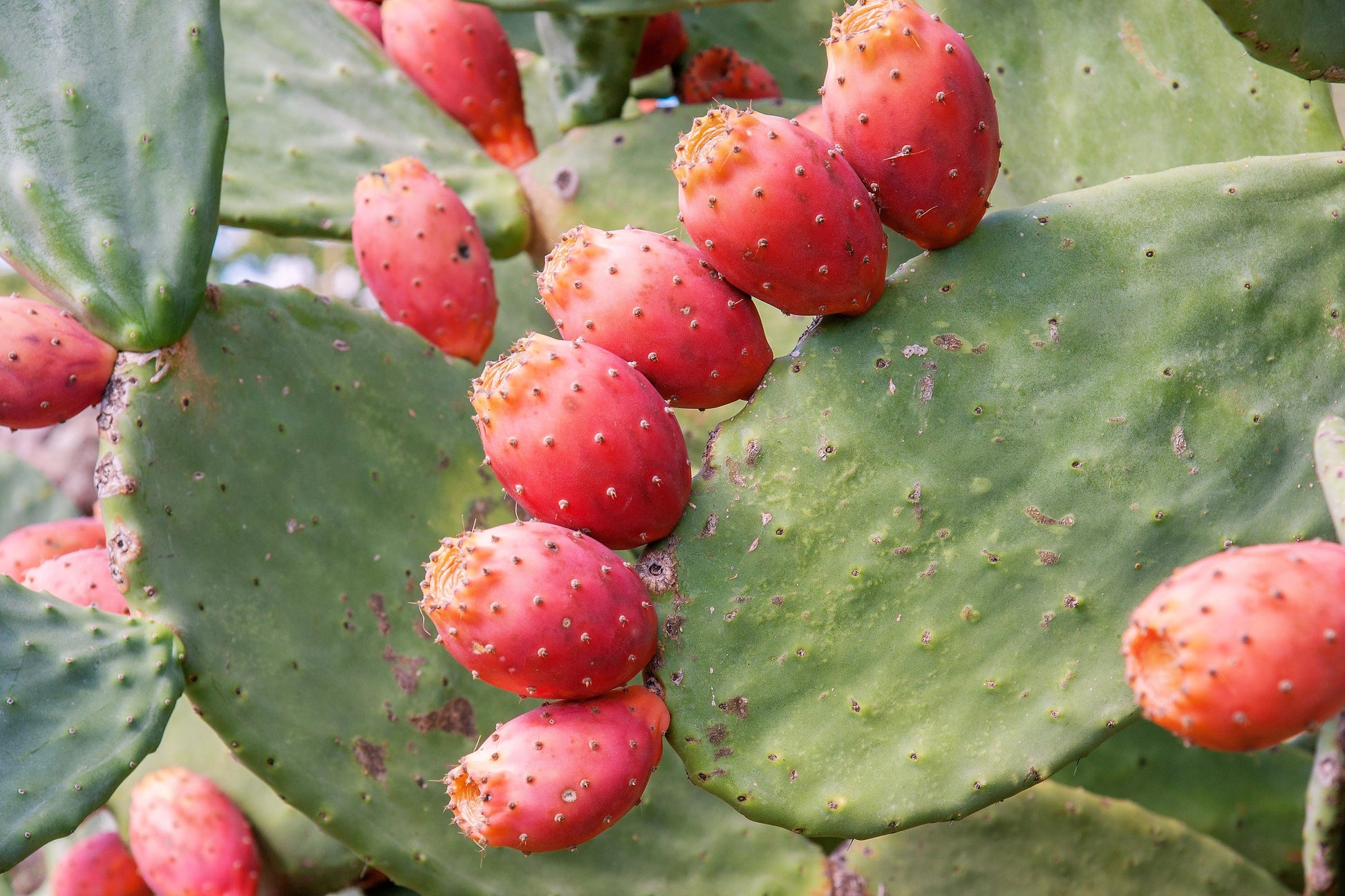 indian fig prickly pear cactus 10 Orange PRICKLY PEAR CACTUS Nopal Indian Fig Opuntia Ficus-Indica Fruit Flower Seeds