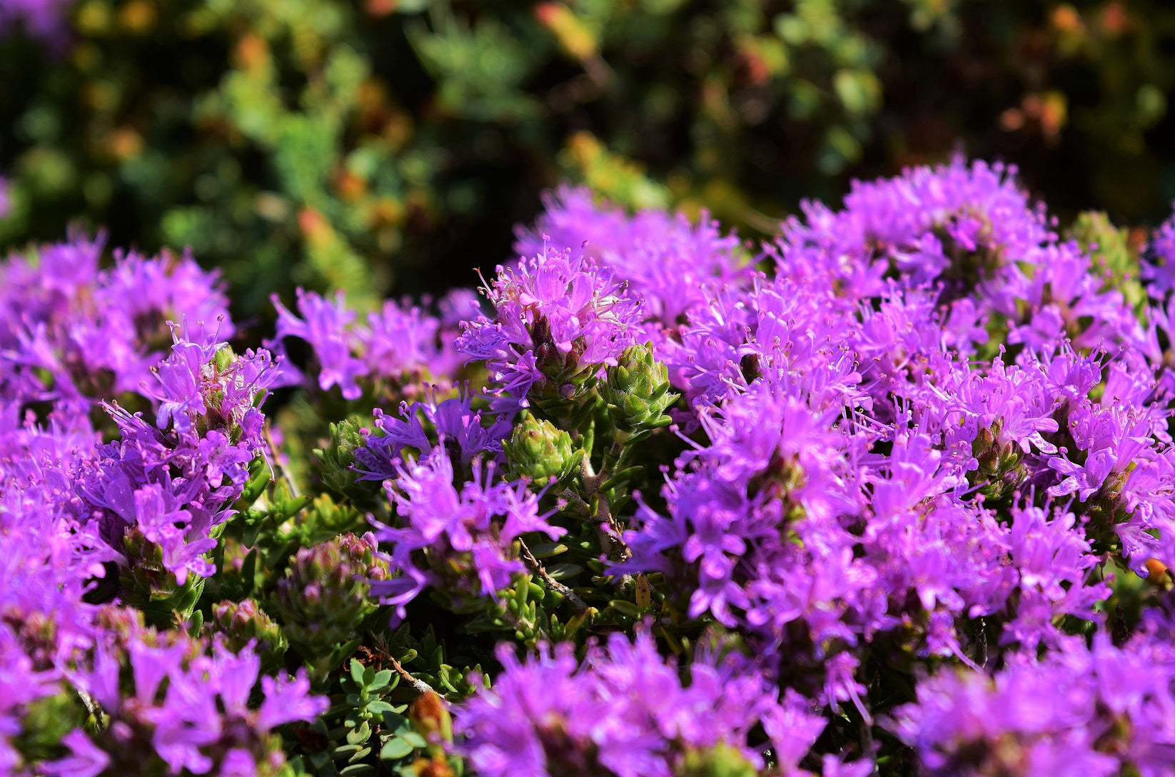 40 CONEHEAD THYME Thymus Capitatus syn. Thymbra Capitata Mediterranean