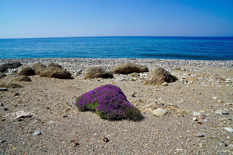 40 CONEHEAD THYME Thymus Capitatus syn. Thymbra Capitata Mediterranean
