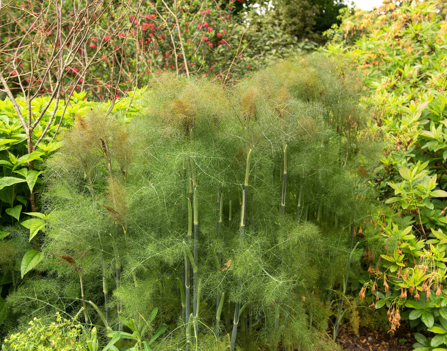 100 BRONZE FENNEL Foeniculum Vulgare Purpureum Herb Bronze Foliage Yellow Flower Seeds