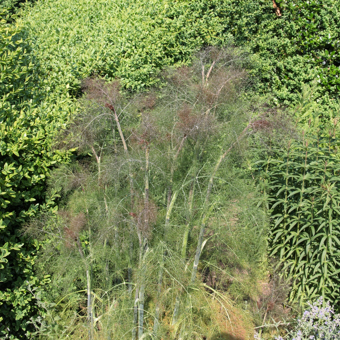 100 BRONZE FENNEL Foeniculum Vulgare Purpureum Herb Bronze Foliage Yellow Flower Seeds