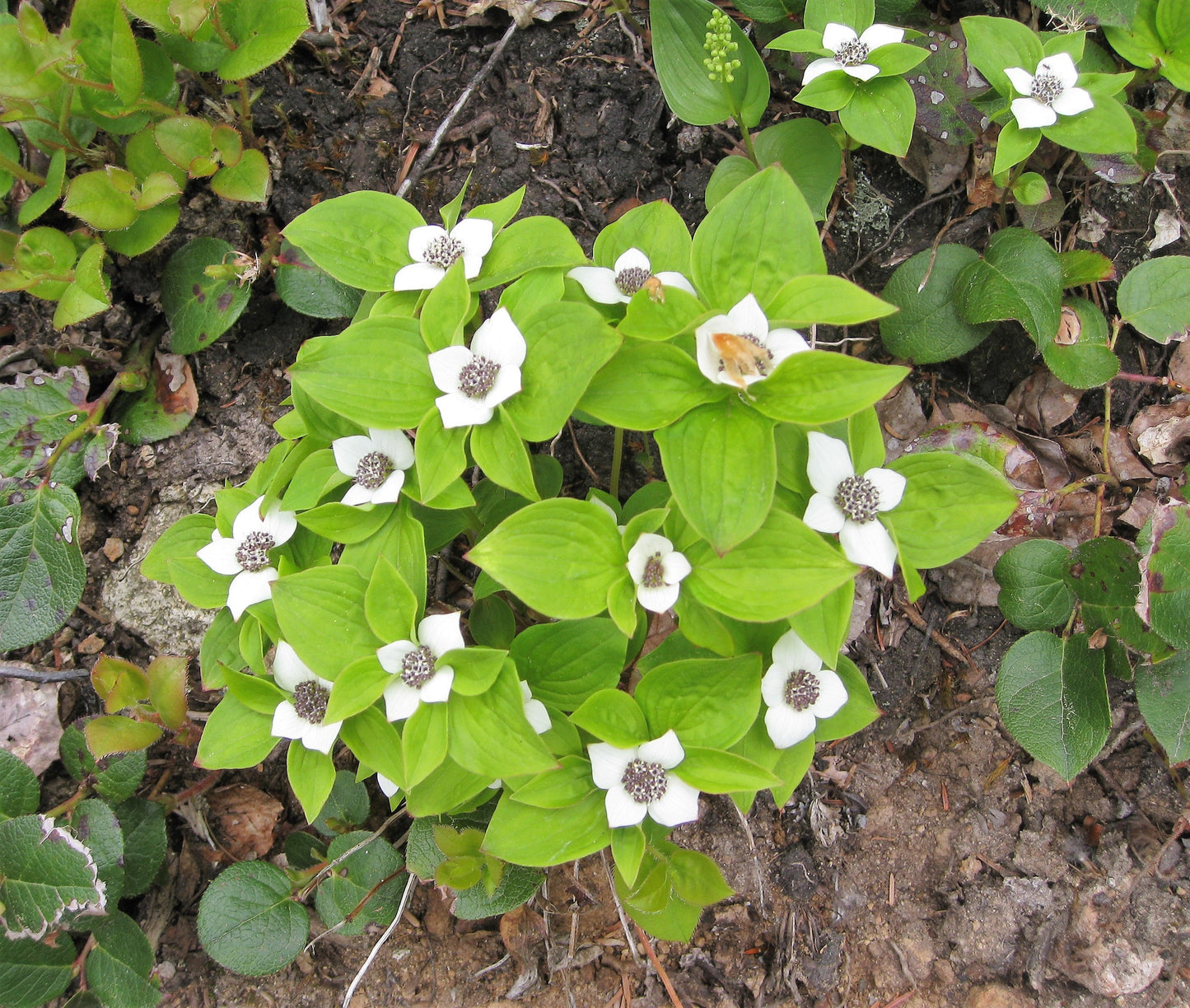 15 WESTERN BUNCHBERRY Alaskan Dogwood Canadian Cornus Unalaschkensis White Sun or Shade Groundcover Flower Edible Red Berry Herb Seeds