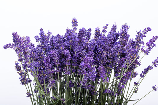 300 ITALIAN LAVENDER Lavandula Angustifolia Lavender Blue Purple Fragrant Flower Herb Seeds