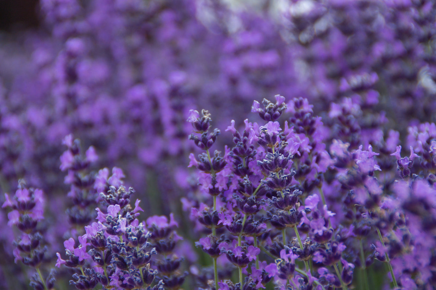 300 ITALIAN LAVENDER Lavandula Angustifolia Lavender Blue Purple Fragrant Flower Herb Seeds