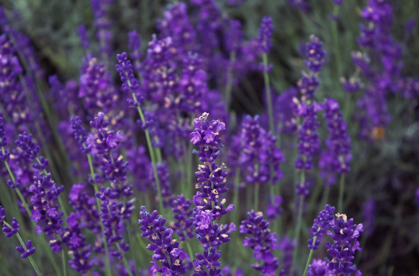 300 ITALIAN LAVENDER Lavandula Angustifolia Lavender Blue Purple Fragrant Flower Herb Seeds