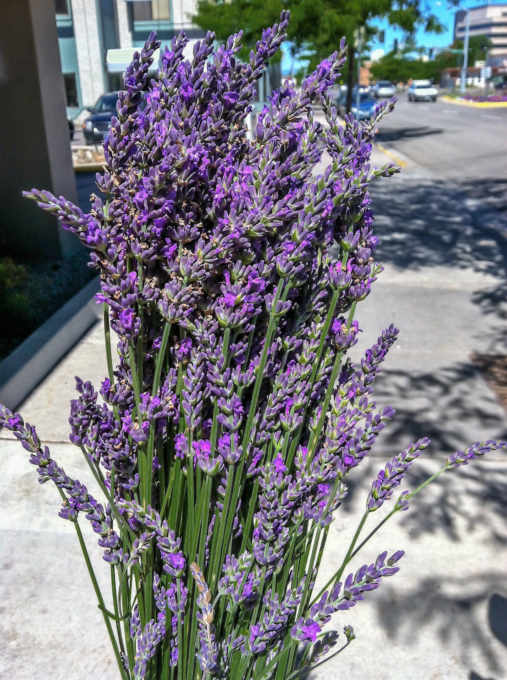 munstead english lavender plant 200 MUNSTEAD LAVENDER Blue English Lavandula Angustifolia Munstead Fra – Seedville USA