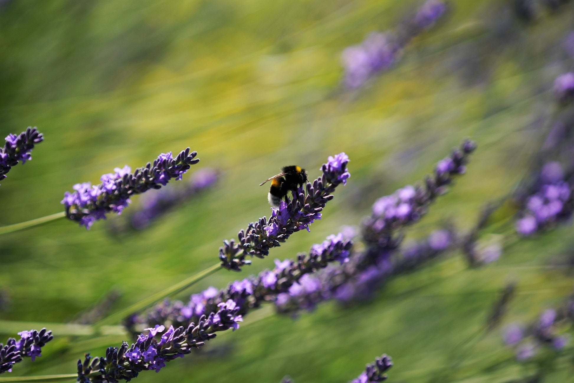 lavender national flower of portugal 150 Portuguese SPIKE LAVENDER Lavandula Latifolia syn. Spica Broadleav – Seedville USA