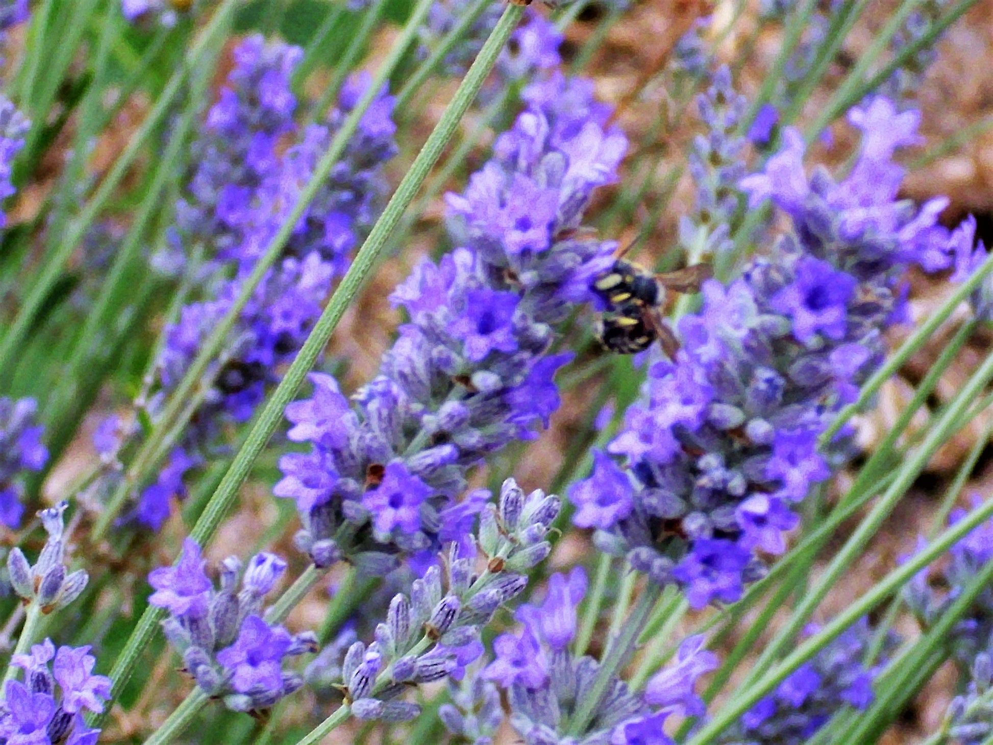lavender flower spikes 150 Portuguese SPIKE LAVENDER Lavandula Latifolia syn. Spica Broadleav – Seedville USA