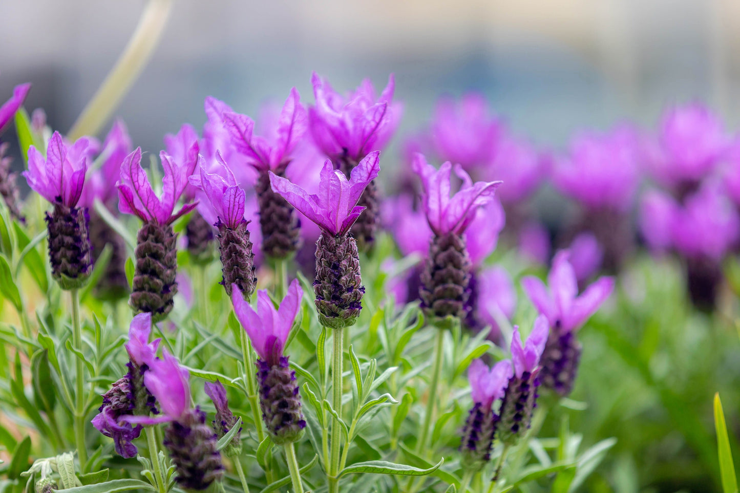 lavender flower or herb 100 FRENCH LAVENDER aka Butterfly Lavender, Spanish, Topped Lavandula – Seedville USA