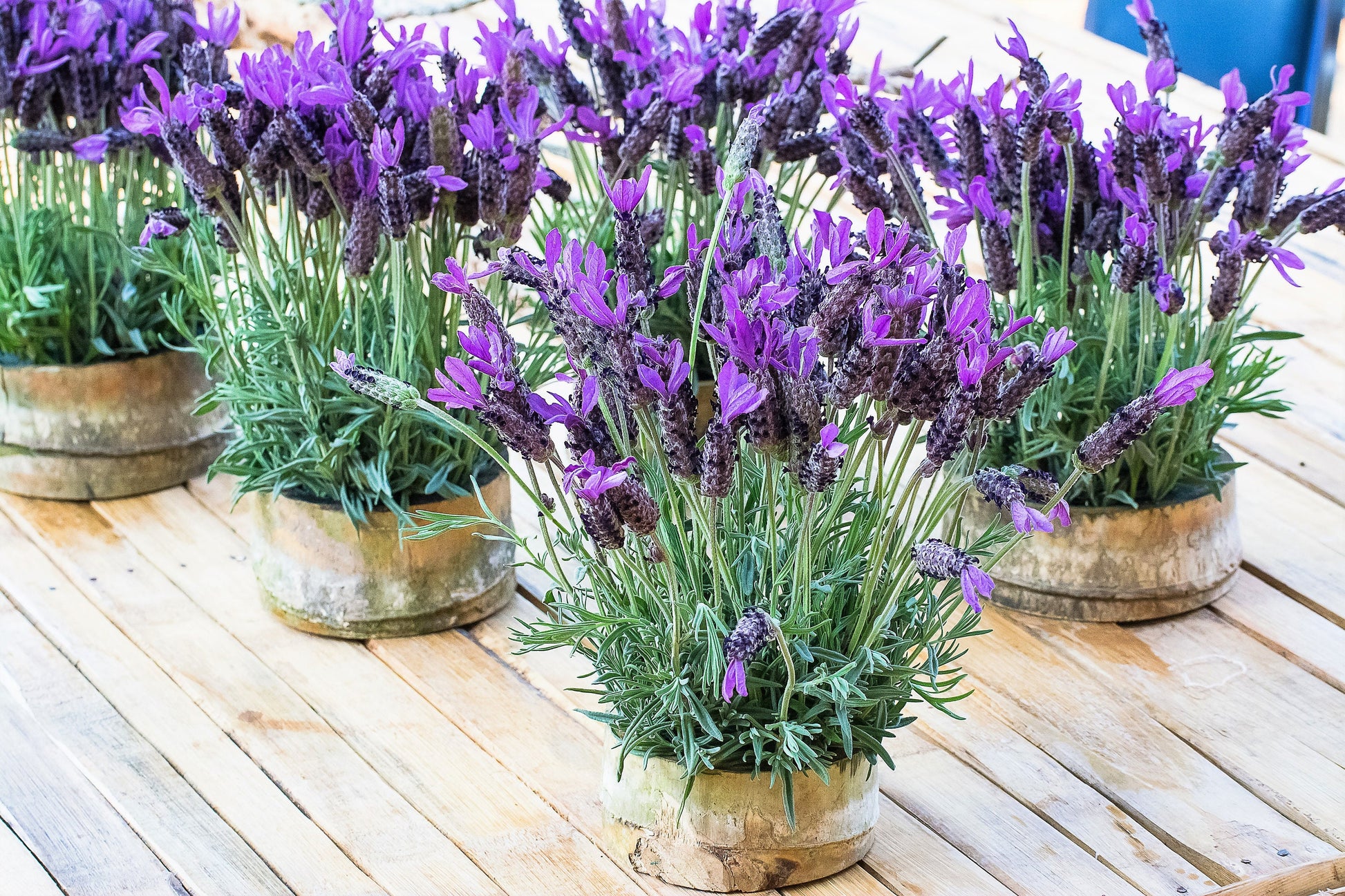 french lavender seeds for sale 100 FRENCH LAVENDER aka Butterfly Lavender, Spanish, Topped Lavandula Stoechas Fragrant Blue Purple Flower Herb Seeds