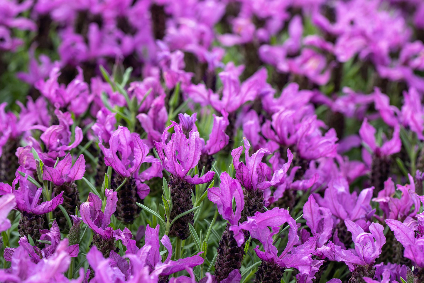 100 FRENCH LAVENDER aka Butterfly Lavender, Spanish, Topped Lavandula Stoechas Fragrant Blue Purple Flower Herb Seeds