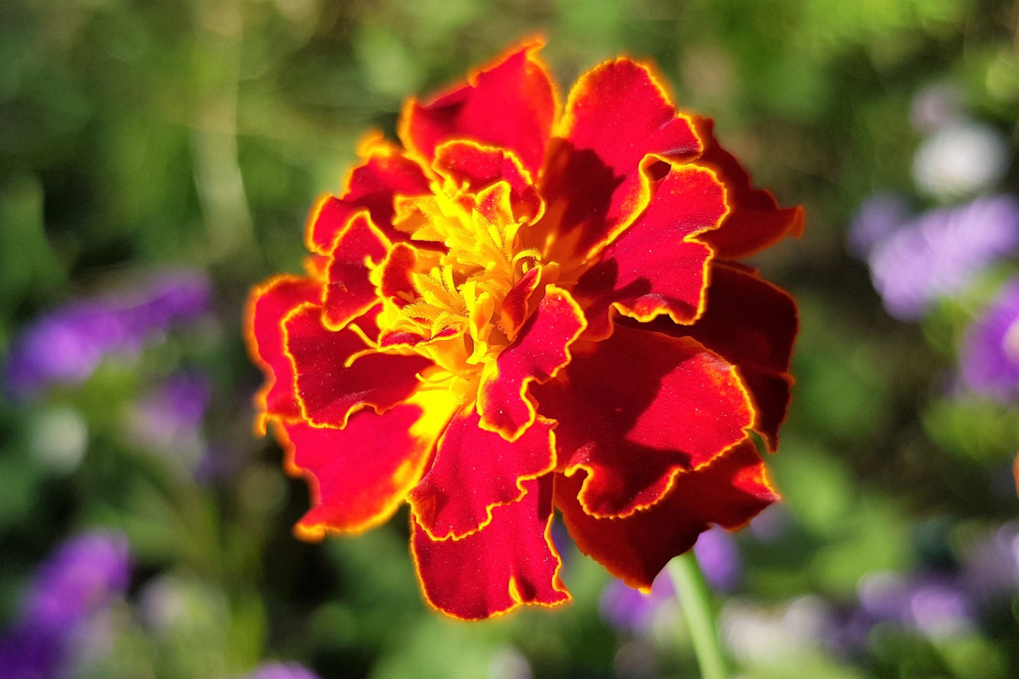 400 RED CHERRY MARIGOLD French Red & Yellow 2 Tone Tagetes Patula Flower Seeds