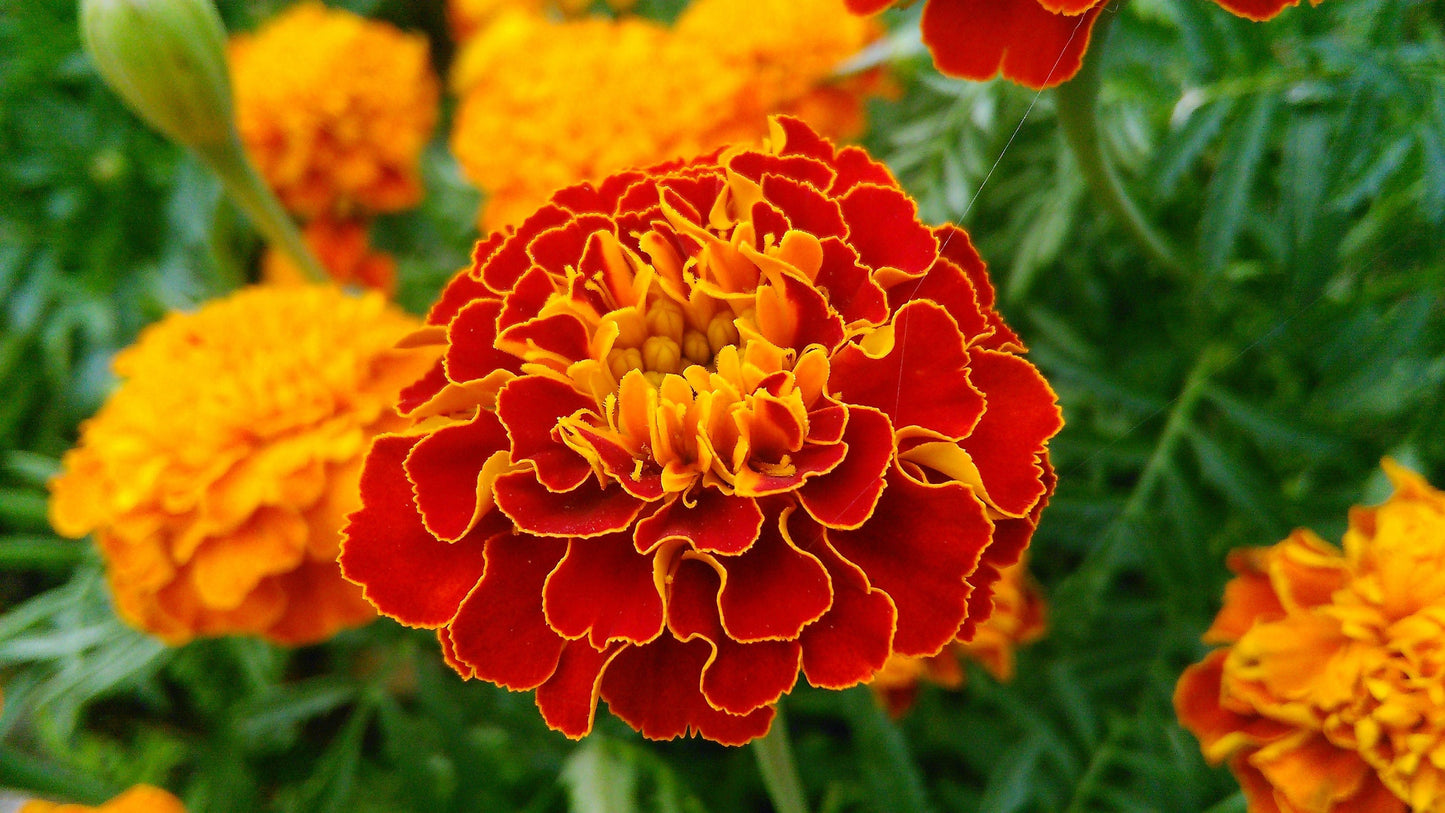 400 RED CHERRY MARIGOLD French Red & Yellow 2 Tone Tagetes Patula Flower Seeds