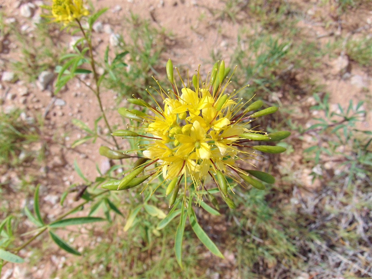 30 YELLOW BEEPLANT Cleome Lutea Golden Bee Plant Spiderflower Native Flower Seeds