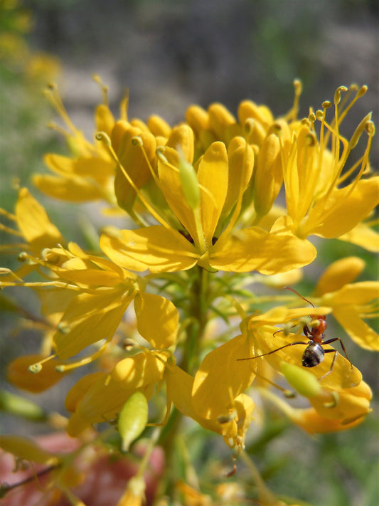 30 YELLOW BEEPLANT Cleome Lutea Golden Bee Plant Spiderflower Native Flower Seeds