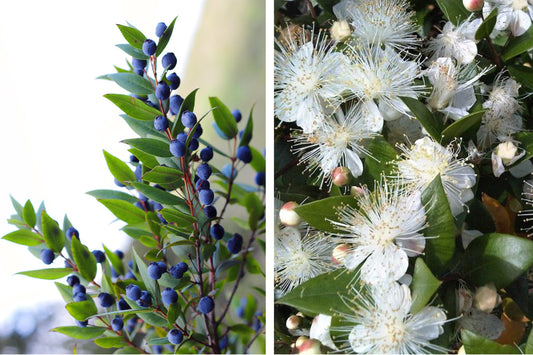 20 TRUE MYRTLE Myrtus Communis aka Common & Sweet Myrtle Fragrant White Flower Edible Blue Berry Fruit Shrub Seeds