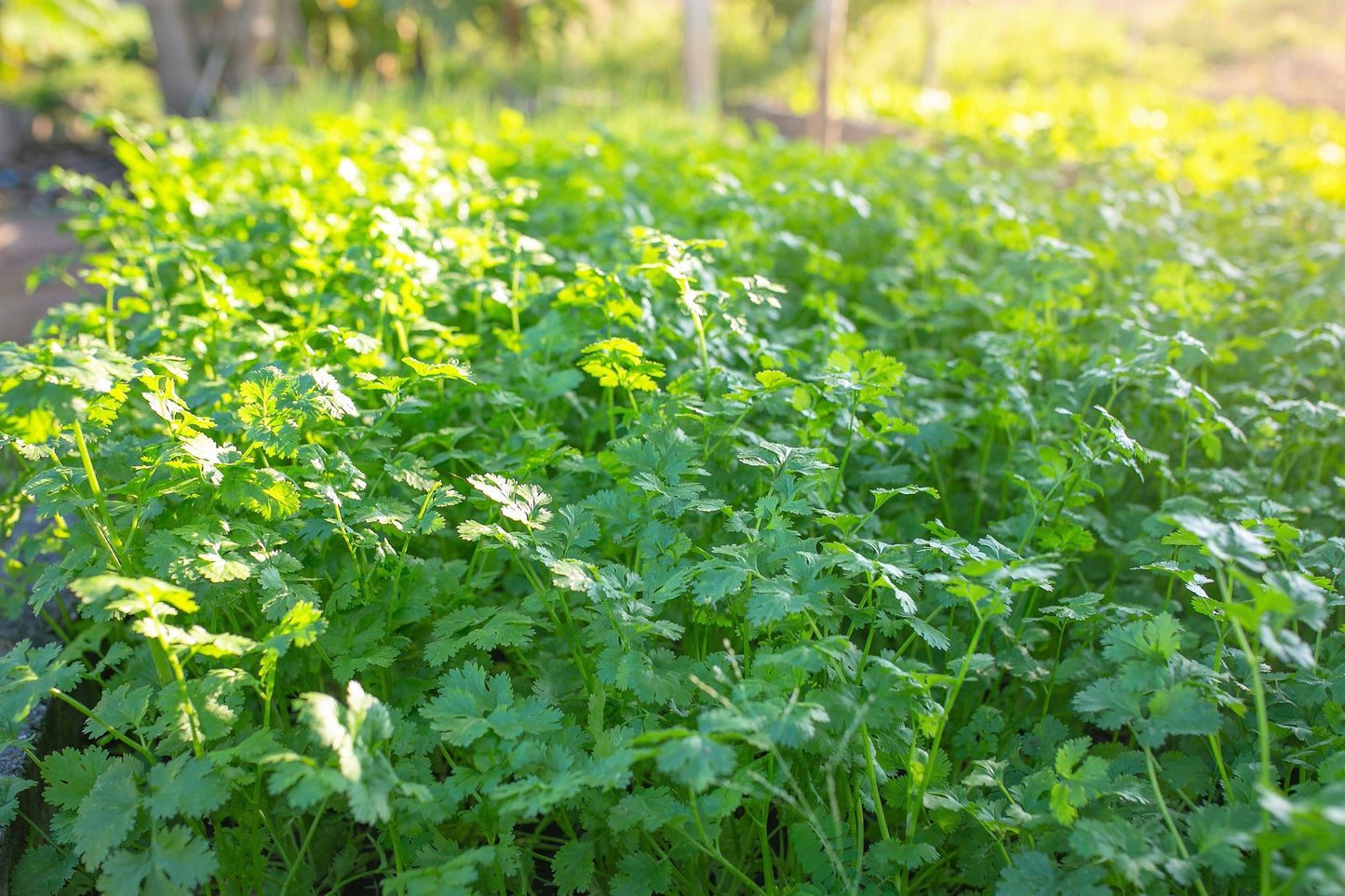 25 Organic DWARF LEMON CILANTRO Coriander Spice Coriandrum Sativum Fragrant Herb Seeds