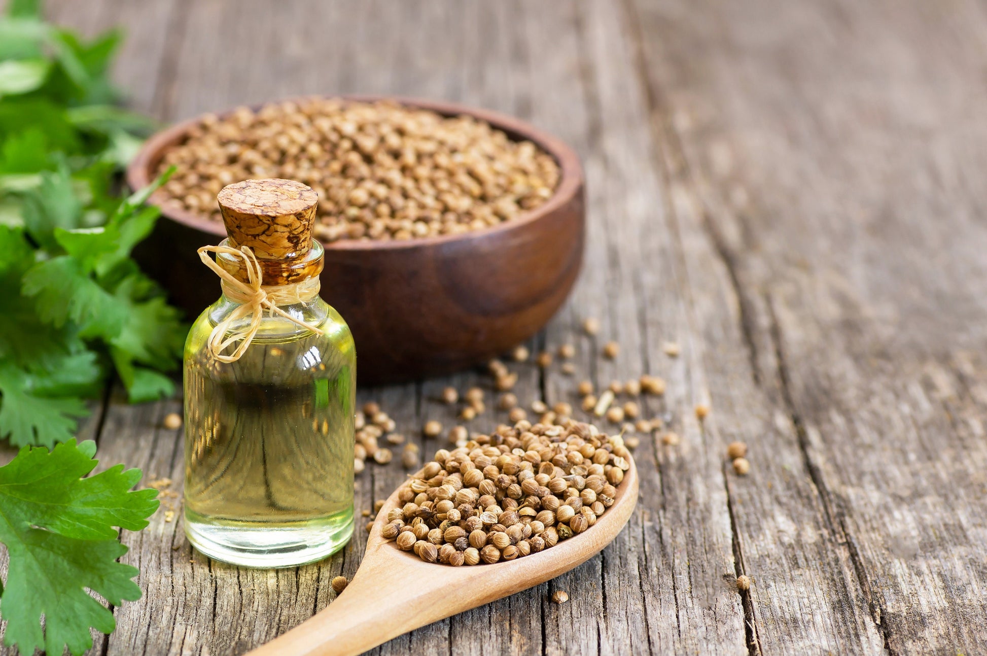 organic coriander seeds for planting 25 Organic DWARF LEMON CILANTRO Coriander Spice Coriandrum Sativum Fragrant Herb Seeds
