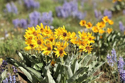 50 ARROWLEAF BALSAMROOT Oregon Sunflower Balsamorhiza Sagittata Native Huge Fragrant Flower Seeds