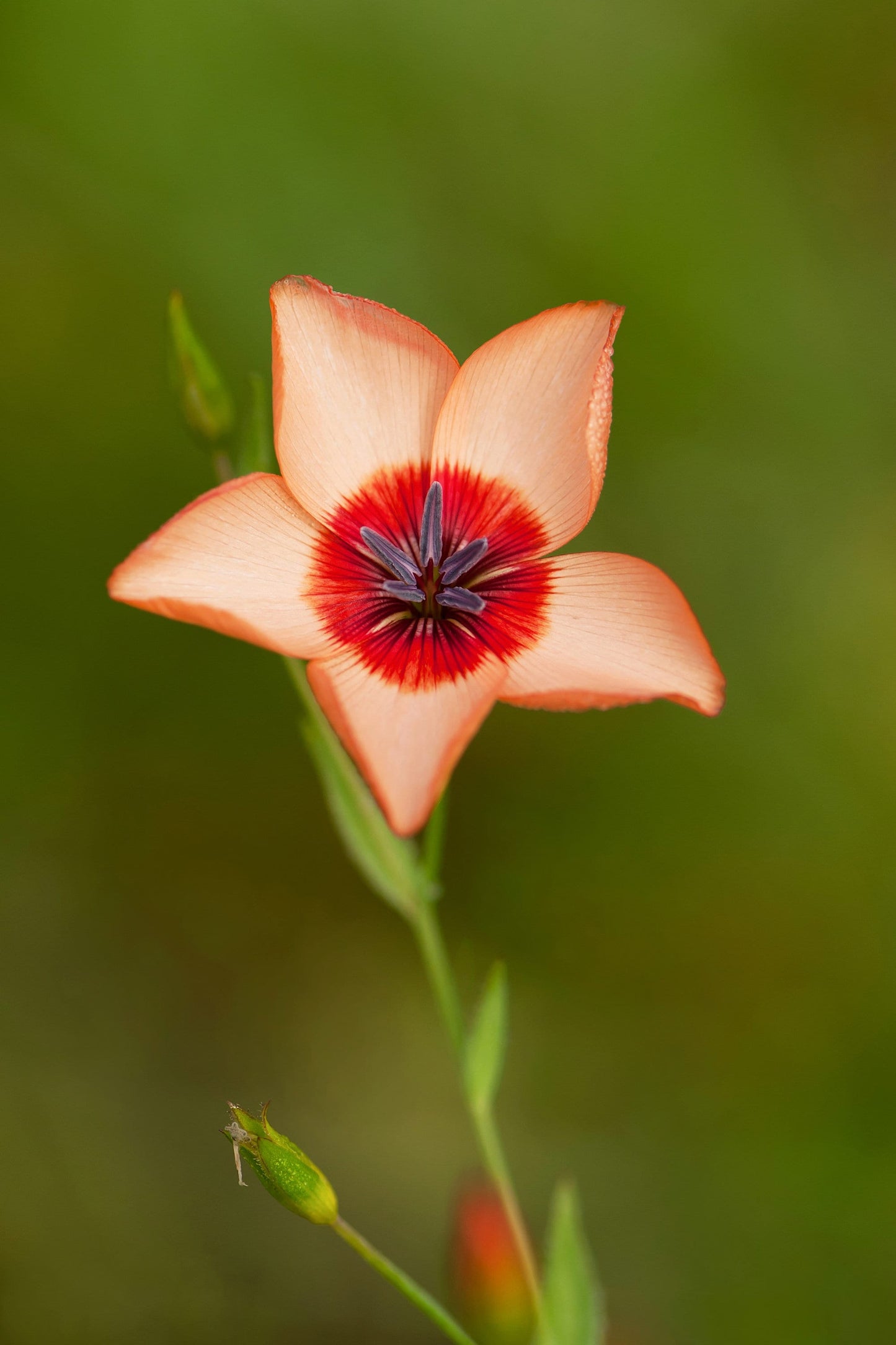 50 SALMON FLAX Linum Grandiflorum 1" Blooms in Salmon Pink with Red Eyes Flower Seeds