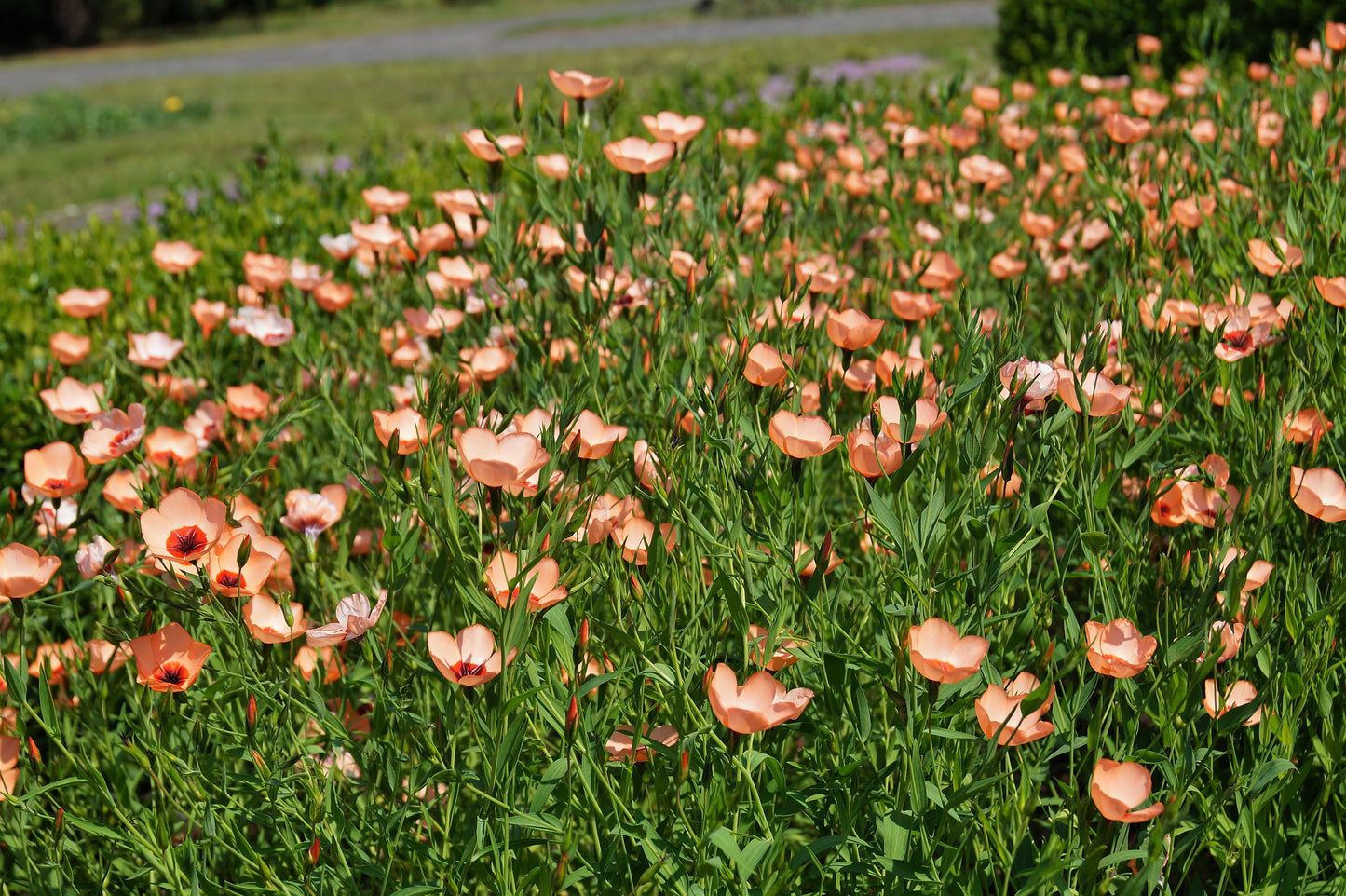 50 SALMON FLAX Linum Grandiflorum 1" Blooms in Salmon Pink with Red Eyes Flower Seeds