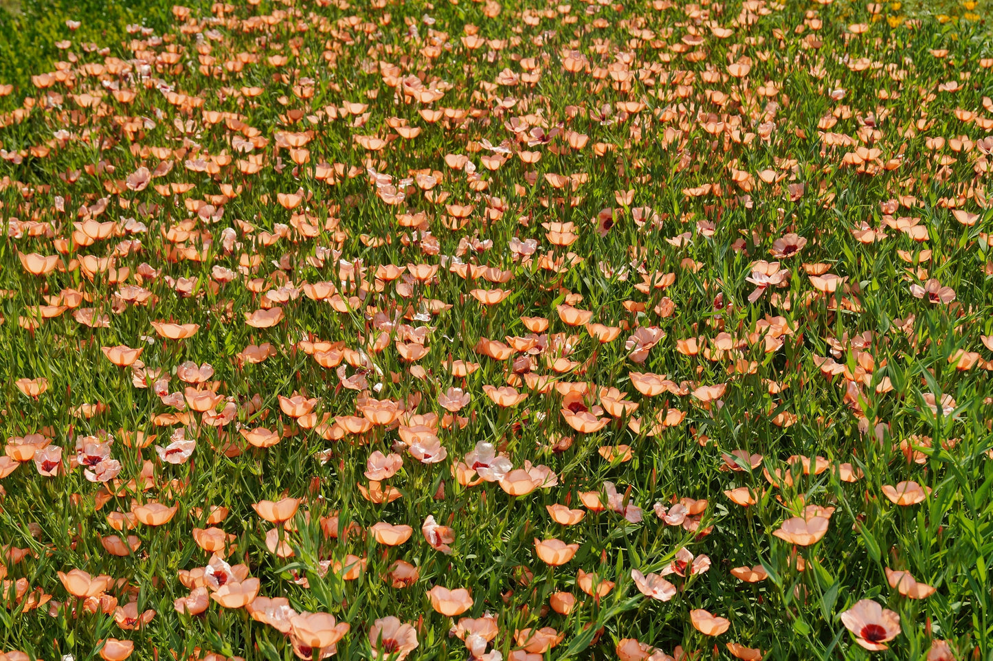 50 SALMON FLAX Linum Grandiflorum 1" Blooms in Salmon Pink with Red Eyes Flower Seeds