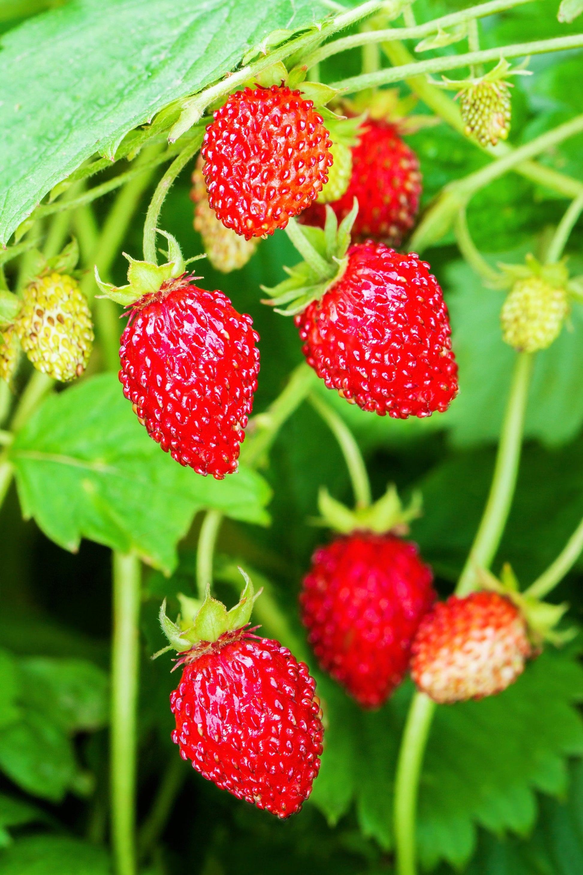 woodland strawberry seeds 80 California WOODLAND STRAWBERRY Fragaria Vesca Bracteata Pacific Native Strawberry Red Berry Fruit White Flower Seeds