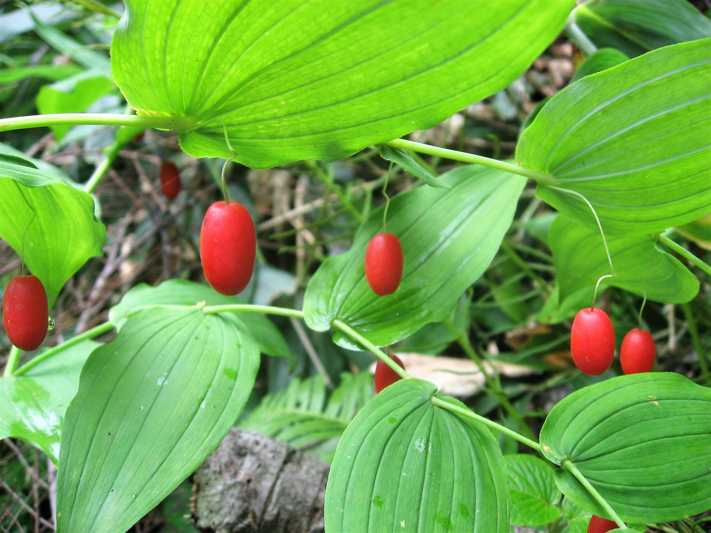 10 WATERMELON BERRY Claspleaf Twistedstalk & Wild Cucumber Streptopus Amplexifolius Native Red Fruit White Shade Flower Seeds