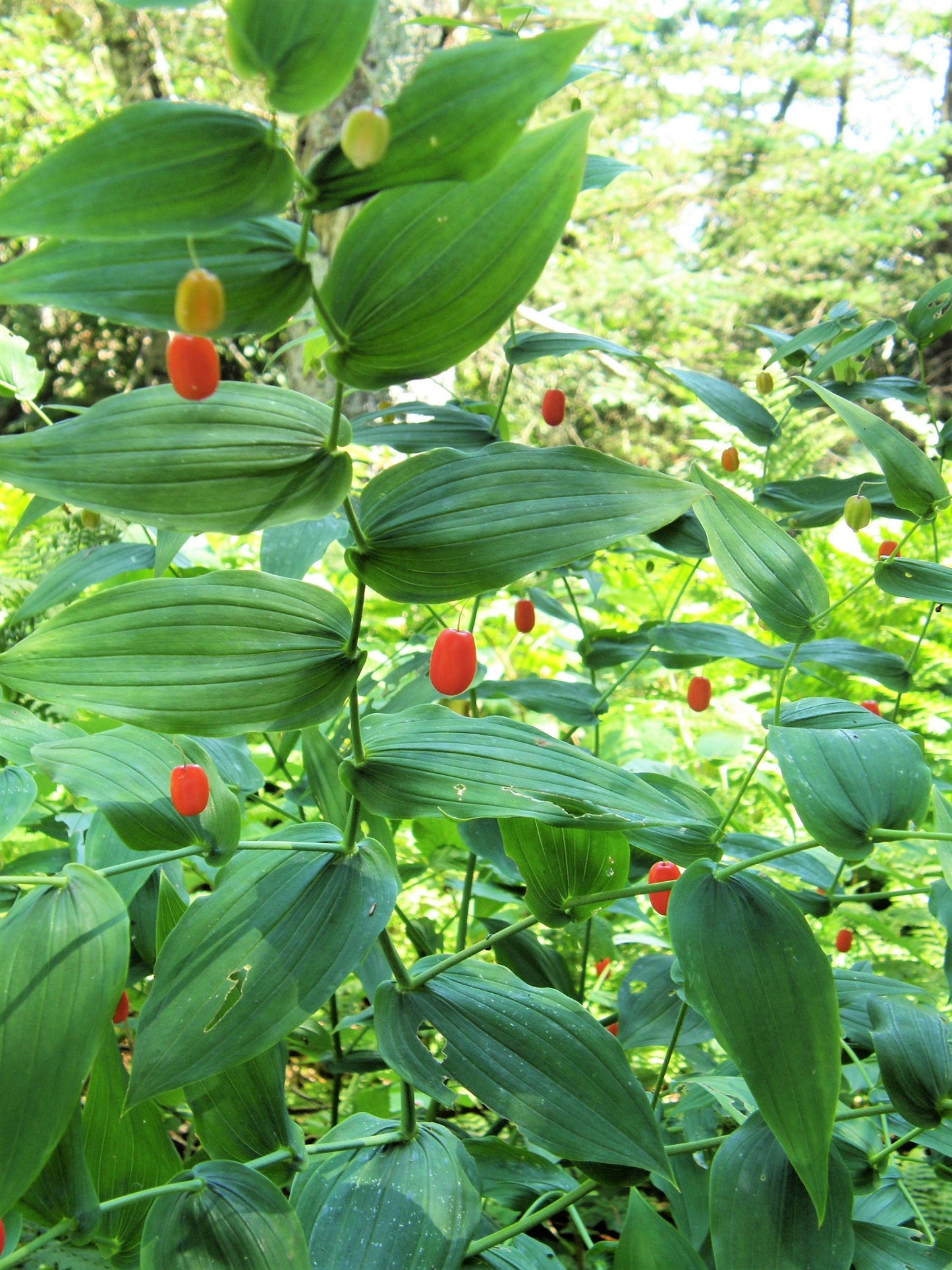 10 WATERMELON BERRY Claspleaf Twistedstalk & Wild Cucumber Streptopus Amplexifolius Native Red Fruit White Shade Flower Seeds