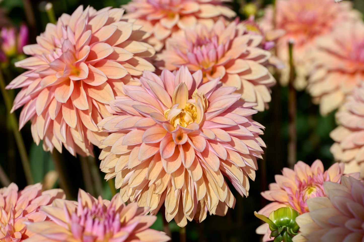 50 WATERCOLOR MIX DAHLIA Variabilis Double Bloom Mixed Colors Yellow Peach Pink Lavender Cream Orange Flower Seeds