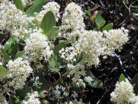20 White SNOWBRUSH Ceanothus Velutinus aka Mountain Balm or Buckbrush Evergreen Native Flower Shrub Seeds