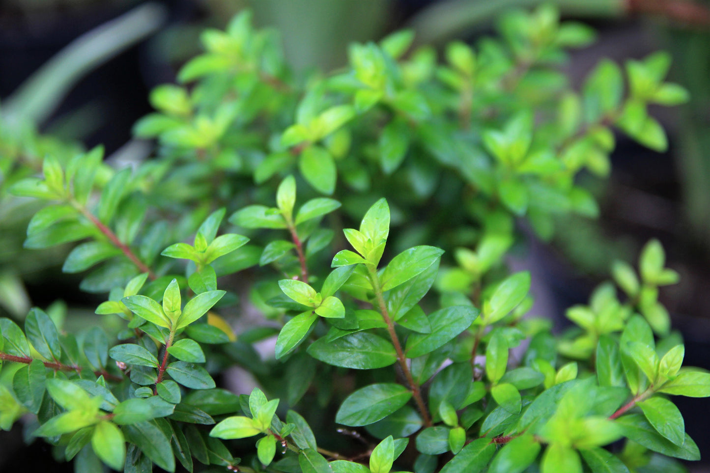 50 California EVERGREEN HUCKLEBERRY Vaccinium Ovatum Fruit aka Box Blueberry Native Pink & White Flower Blue Black Berry Shrub Seeds