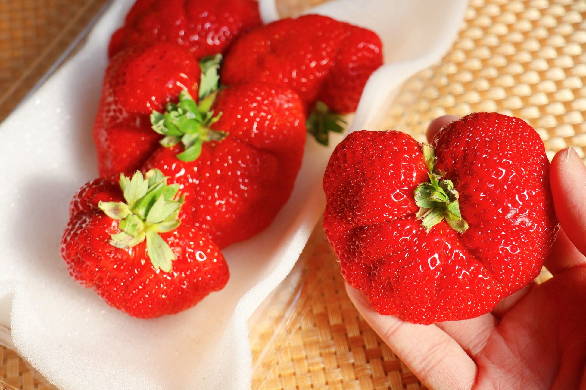 amaou strawberry seeds 15 GIANT STRAWBERRY Fragaria spp June Bearing Huge Red Berry Fruit Whi – Seedville USA