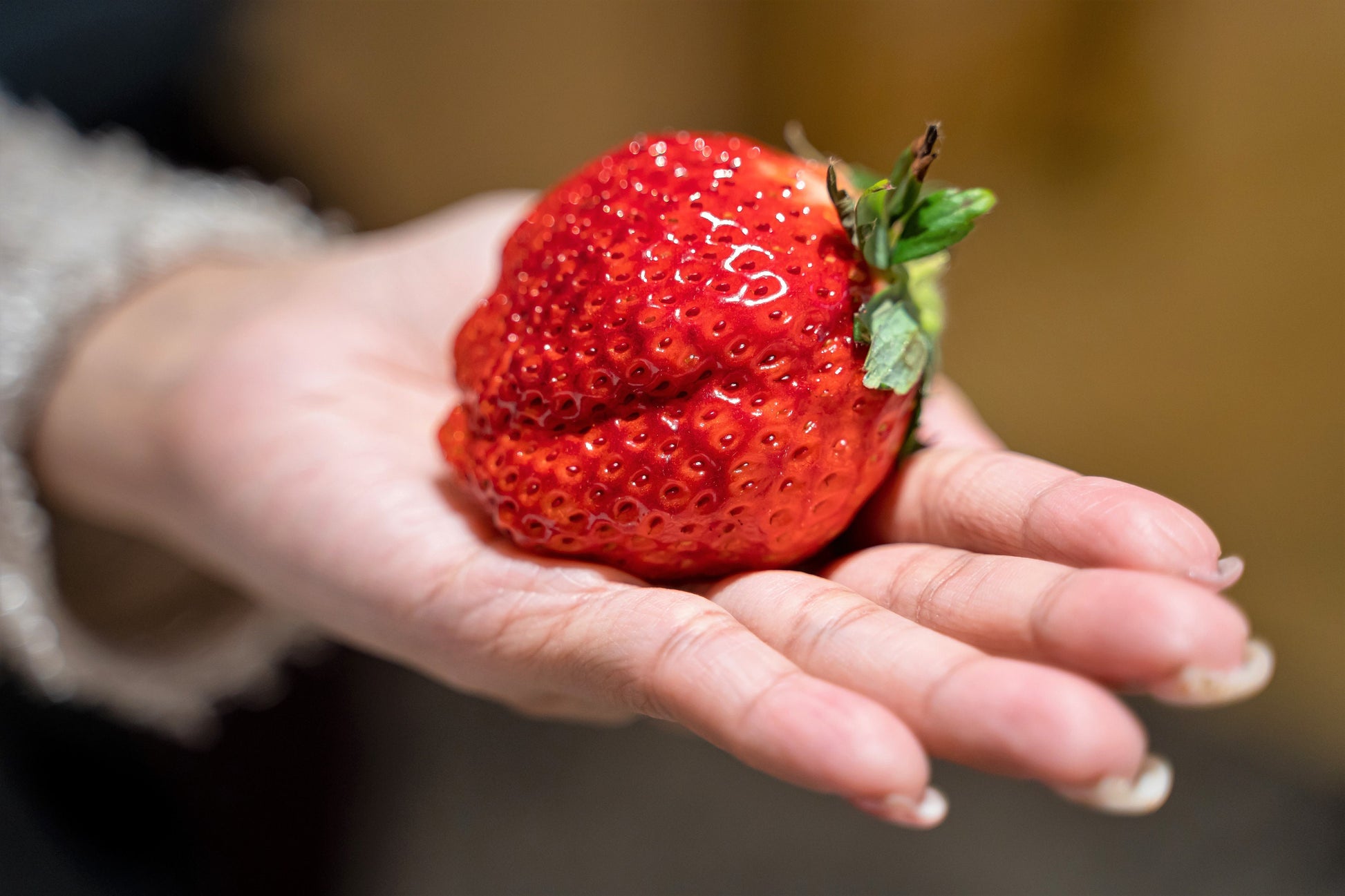 big bill strawberry seed 15 GIANT STRAWBERRY Fragaria spp June Bearing Huge Red Berry Fruit Whi – Seedville USA