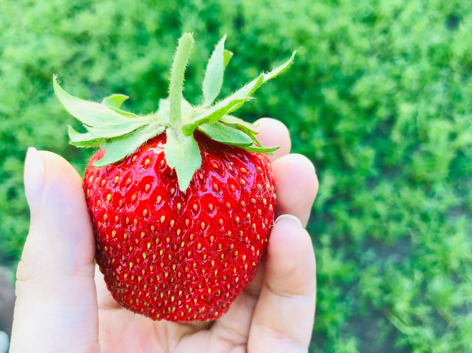 giant red strawberry seeds 15 GIANT STRAWBERRY Fragaria spp June Bearing Huge Red Berry Fruit White Flower Seeds