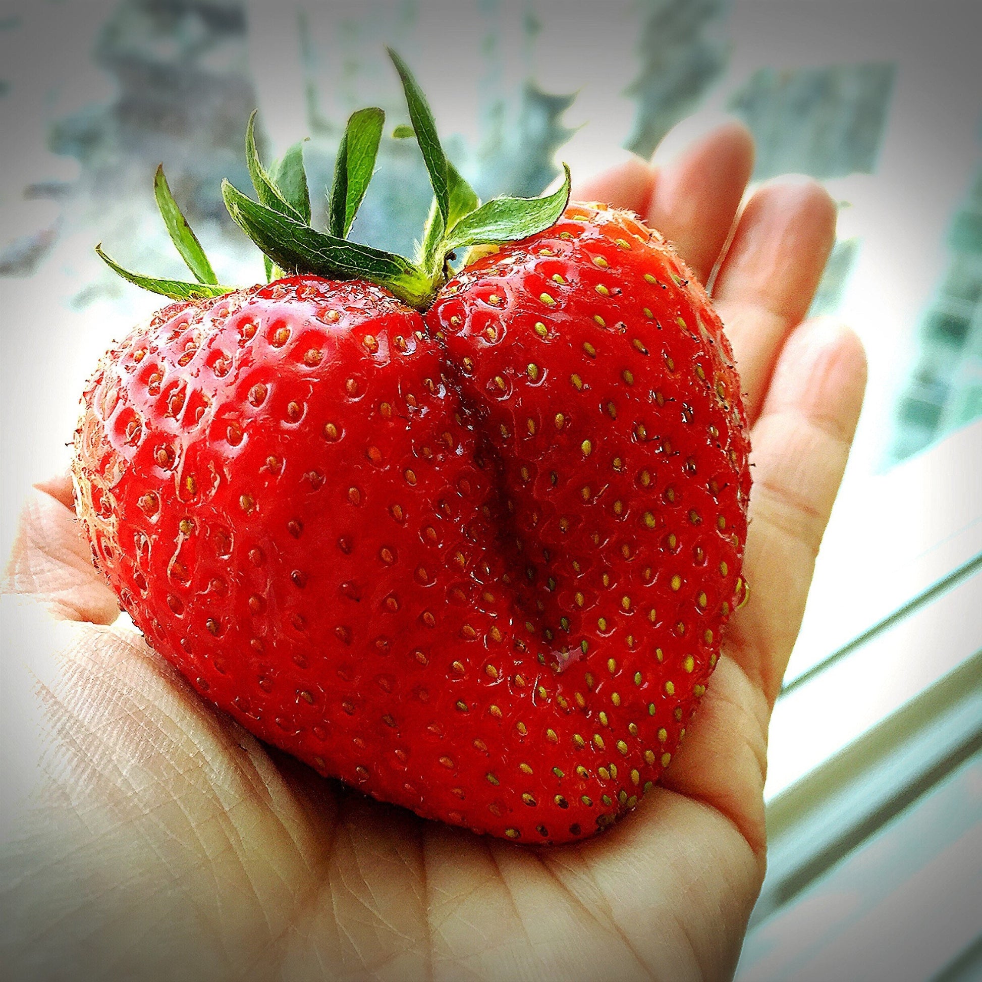 gear berry 15 GIANT STRAWBERRY Fragaria spp June Bearing Huge Red Berry Fruit Whi – Seedville USA