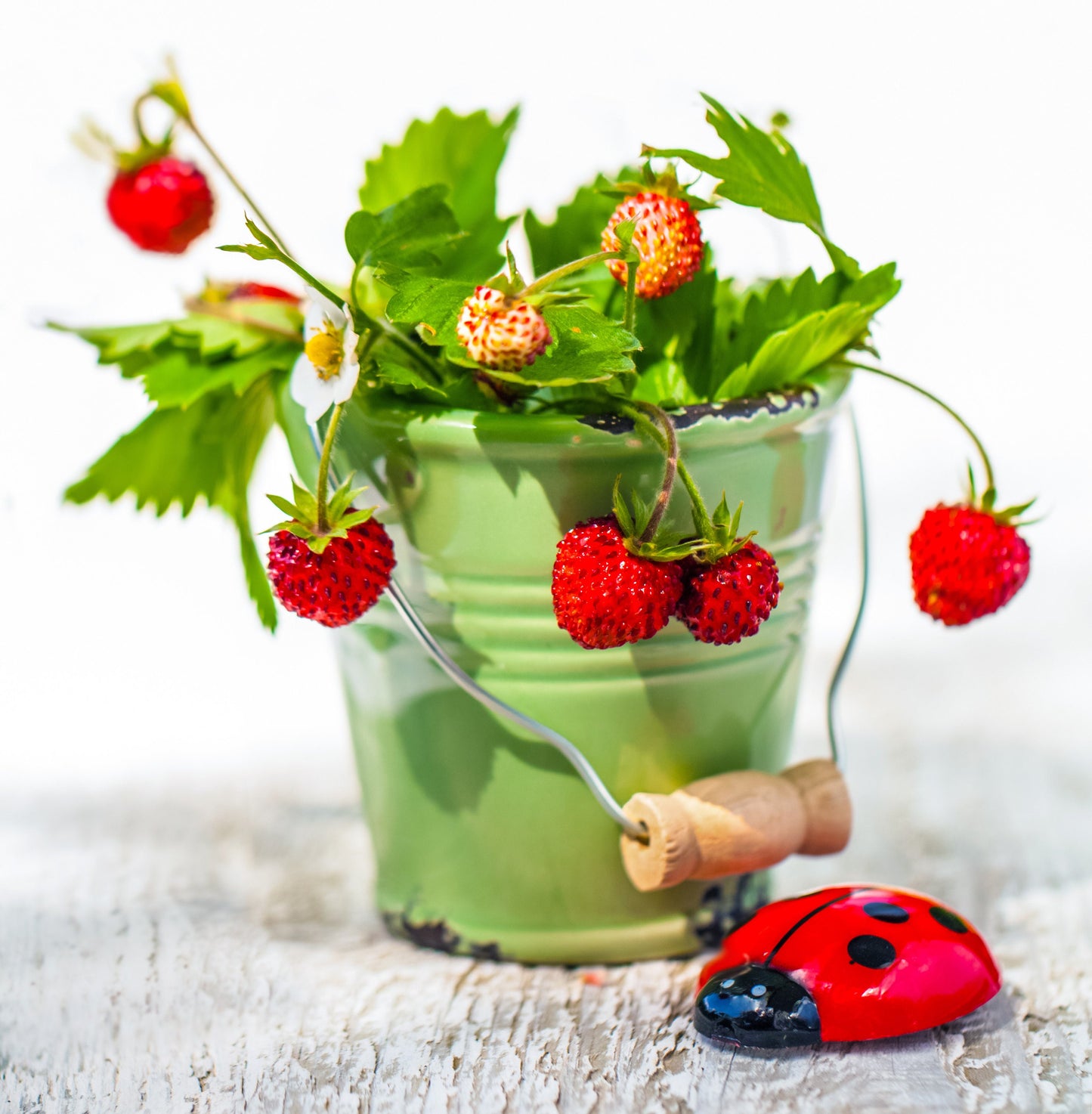 50 ALEXANDRIA STRAWBERRY Everbearing Alpine Fragaria Vesca Red Berry Fruit White Flower Seeds